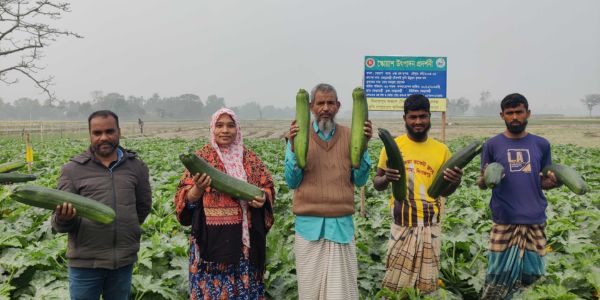 দিনাজপুরে বিদেশি সবজি স্কোয়াশ চাষে সাফল্য